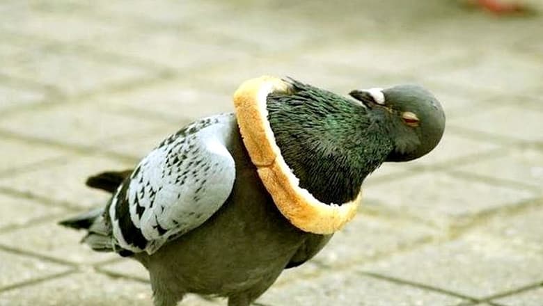 Funny BIRDS will make you LAUGH YOUR HEAD OFF