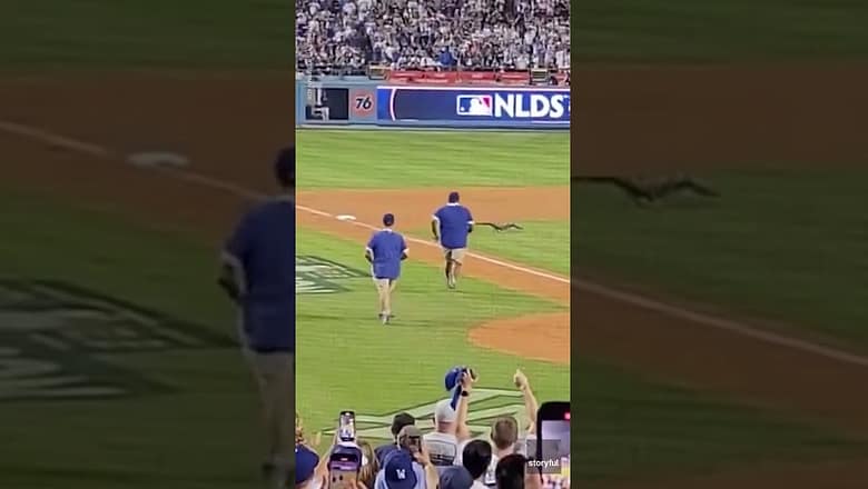 Goose gets loose in Dodger Stadium, stops playoff game | USA TODAY #Shorts