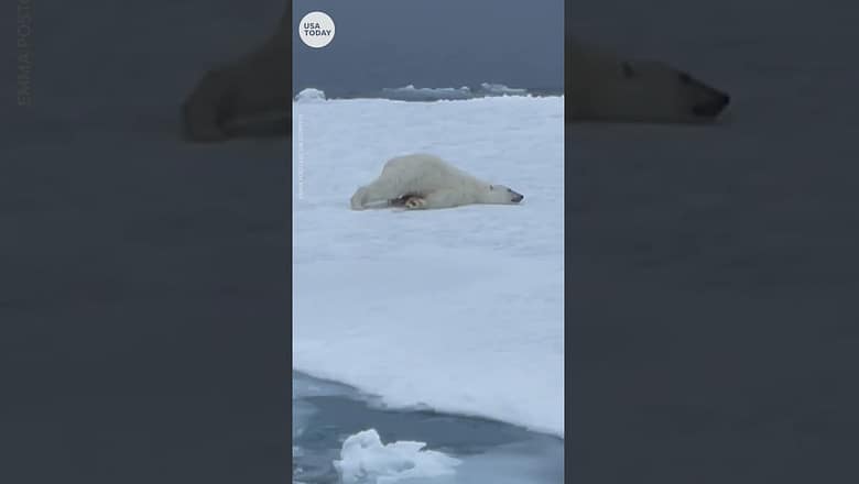 Polar bear scoots across the Arctic tundra after plunging in the water | USA TODAY #Shorts