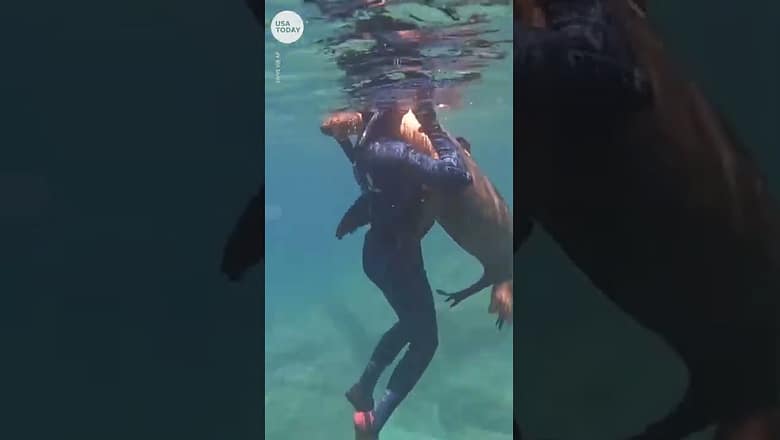 Wild sea lion hugs snorkeling teenager | USA TODAY #Shorts