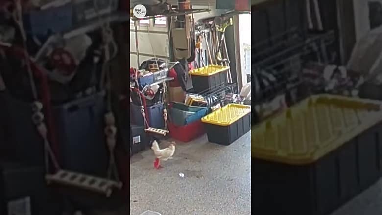 Amazon delivery ends in game of chicken with a real chicken | USA TODAY #Shorts