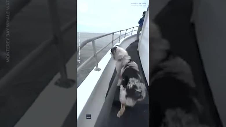 Dog meets humpback whales during boat tour in California | USA TODAY #Shorts