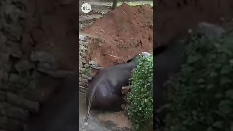 Good Samaritans help elephant trapped in well | USA TODAY #Shorts