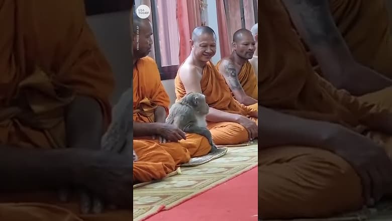 This wild monkey calmly meditates with monks in Thailand | USA TODAY #Shorts