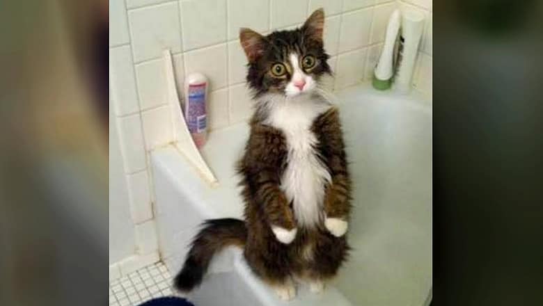Watch, LAUGH & RELAX – Funniest ANIMALS