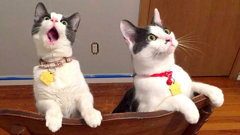 You just CAN’T BE BORED watching funny PETS and ANIMALS