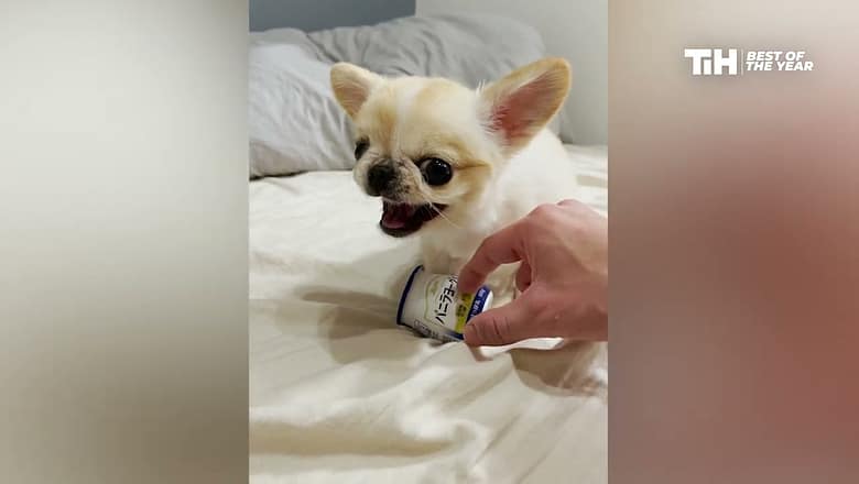 Funniest Animals of The Year I 2022