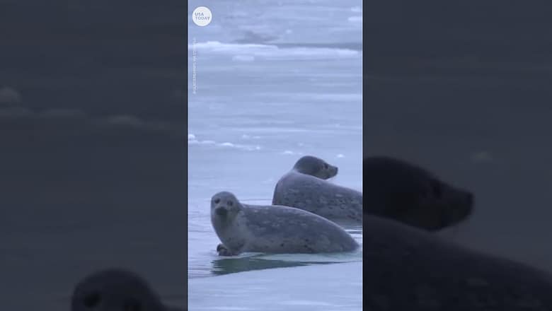 Harbor seals have unexpected journey in Alaska’s Glacier National Park | USA TODAY #Shorts