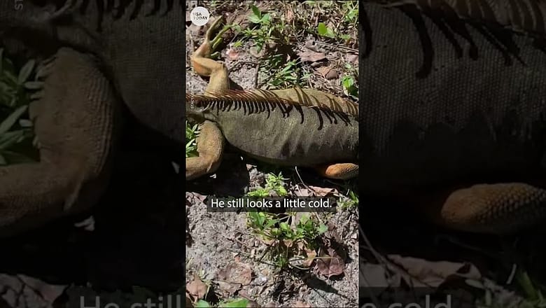 Iguanas freeze, fall from trees due to cold Florida weather | USA TODAY #Shorts