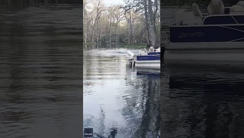 Monkeys jump into river during turf war at Florida state park | USA TODAY #Shorts