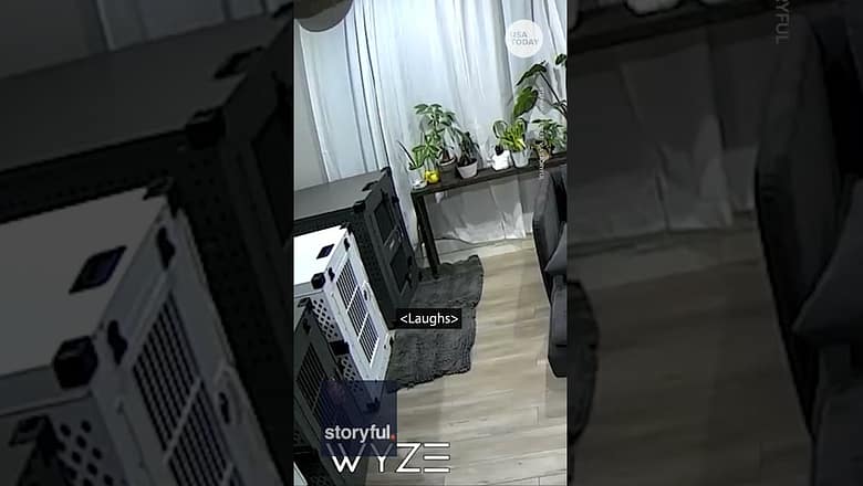 Couple gets creative after locking themselves in dog cages | USA TODAY #Shorts