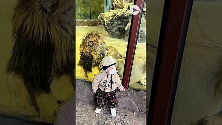 Lioness tries to eat baby through glass at zoo | USA TODAY #Shorts