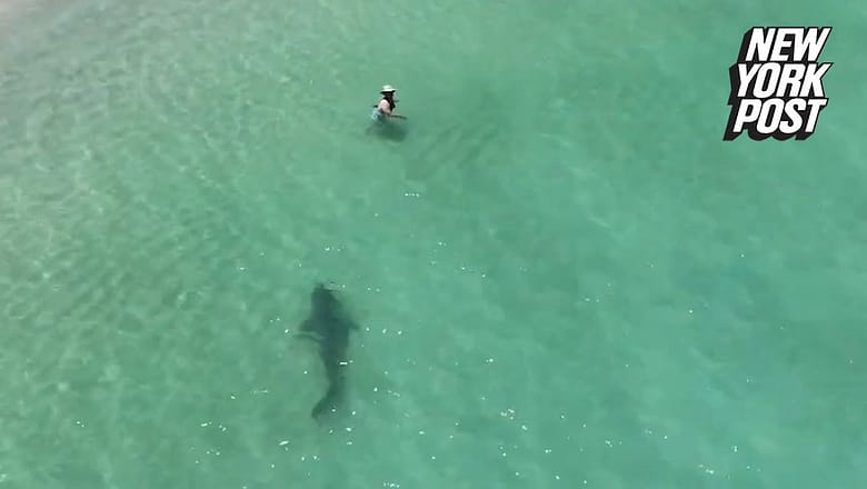 Tiger shark charges unsuspecting swimmer in chilling drone video | New York Post
