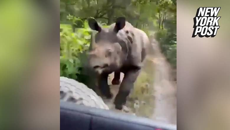 Wild videos show rhinos charge at tourist safaris in India | New York Post