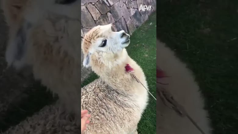 I Didn’t Know Alpacas SCREAMED?! ?#shorts #funny #fails