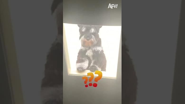 My Dog Begging for Constant Attention!!?? #funny #dogs #pets #funnypets #afv