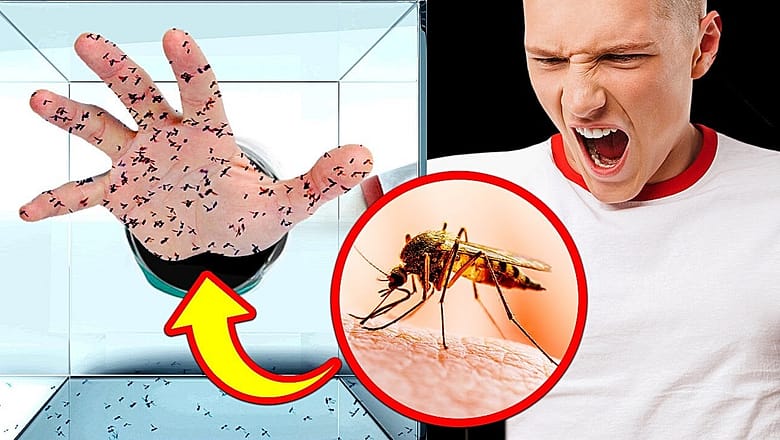 What Would Happen to Your Body If 1000 Mosquitoes Bite You?
