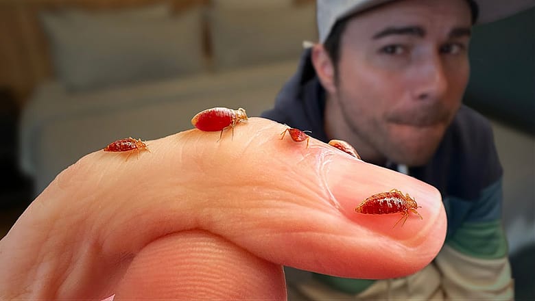 Bed Bugs- What You’ve Been Told is Totally False