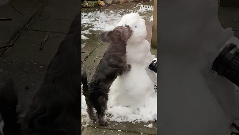 Friends FUR-ever?!! ? ? #pets #funny #cat #dog#funnyshorts #afv #funny #fails