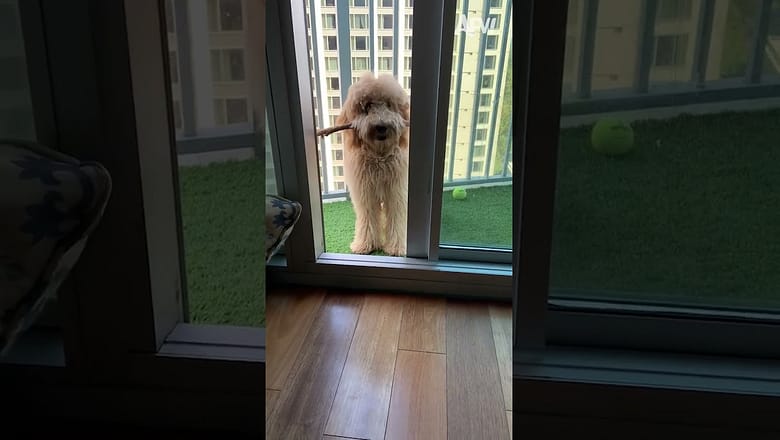 How Beginning Of True Friendship Looks Like ? ? #funny #dogs #pets #afv #shorts