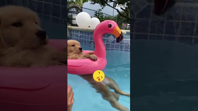 I Can’t With These Pets!!? ? #funny #dogs #pets #funnypets #afv #shorts