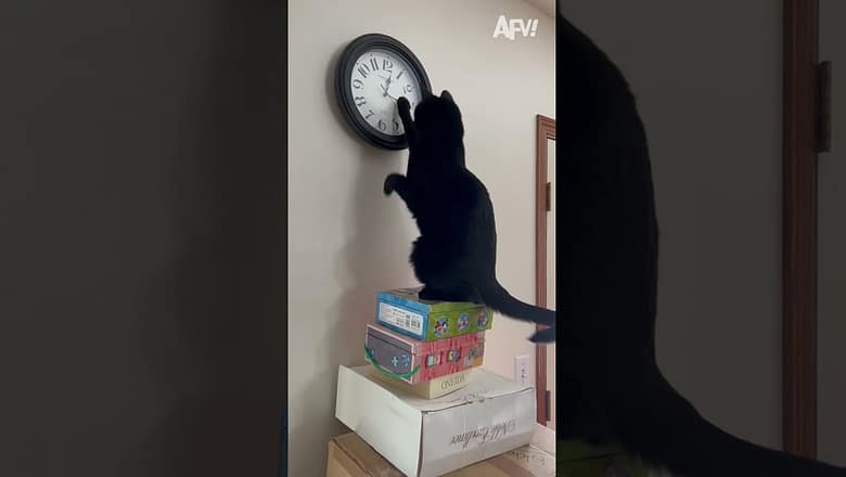 She Did Not See That Coming!! ? ? #fail #funny #shorts #comedy #afv