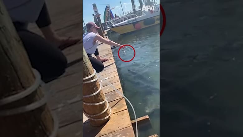 That Pelican Swooped Right In!! ? #fail #wildlife #animal #funny