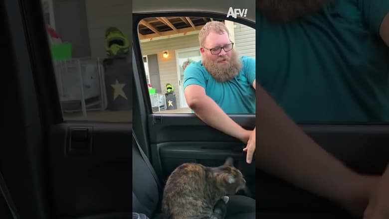 The Game Of Paws, Claws, and Balls Just Got BETTER!! ? ? #funny #dogs #pets #funnycats #afv #shorts