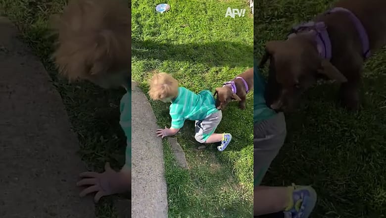 These Pets Are PAW-Dorable!! ? ? ? #pets #funny #cat #dog #afv #funny #fails