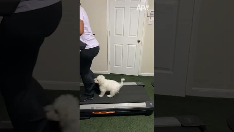 This One Is Going To Be PAW-sitively Fit! ? ? #pets #funny #cat #dog#funnyshorts #afv #funny