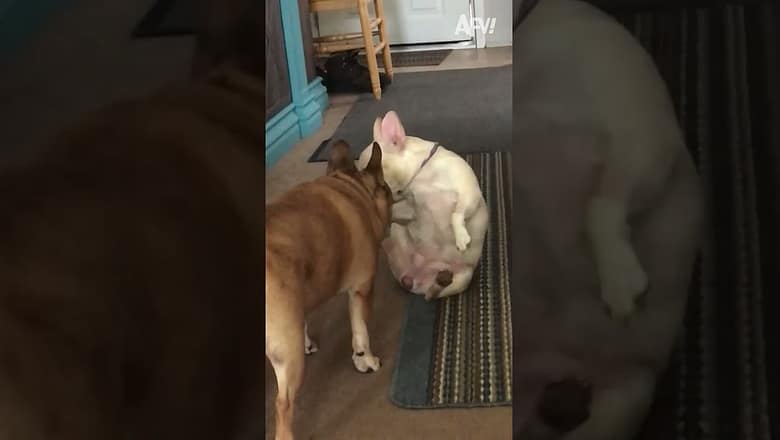 What Is Going On Inside Their Head?! ? ? #pets #funny #cat #dog#funnyshorts #afv #funny #fails