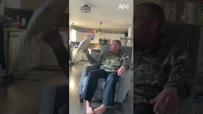 Winging Life Lessons Like A Pro!! ? ? #fail #funny #shorts #comedy #afv #birds