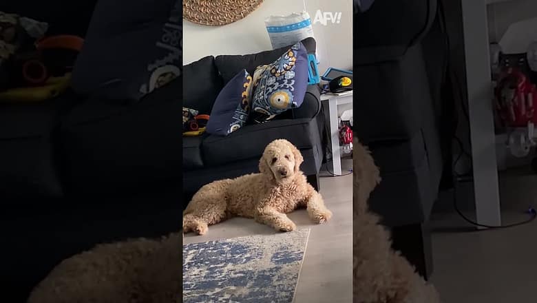 You Just Can’t Say NO To This Face ? ? ?#pets #funny #cat #dog #afv #funny #fails