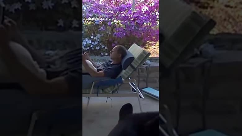 Curious bear startles man lounging on porch in North Carolina mountains #Shorts