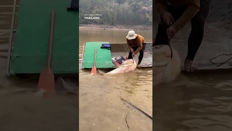 That’s a real catch! Angler struggles to haul 297-pound fish into boat #Shorts