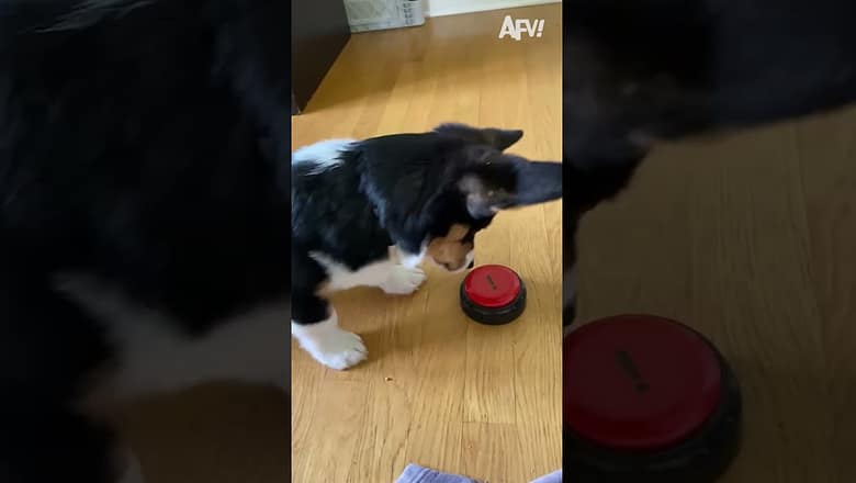 This is TOO CUTE!! ❤️? ? #afv #yeet #funny #dog #cute #pets