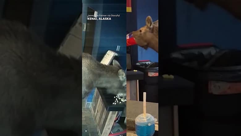 Wandering moose sneaks into matinee at Alaska movie theater #Shorts