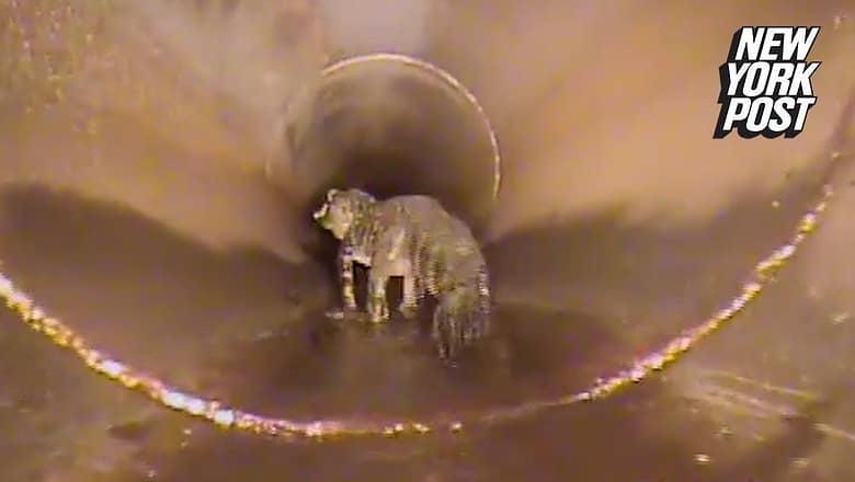 Alligators in the sewer myth is true: City workers find out in jaw-dropping video | New York Post