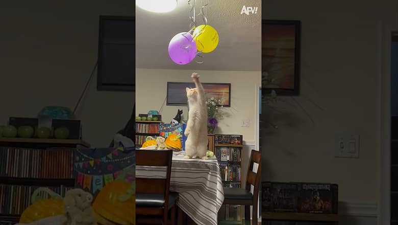 At least he tried to get those balloons… #shorts