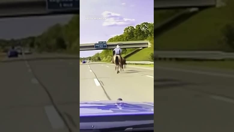 Cowboys lasso cow on highway after escaping animal rescue facility #Shorts