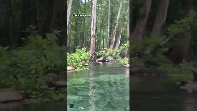 Didn’t expect to see that! Shocking moment women floating on river see alligator #Shorts