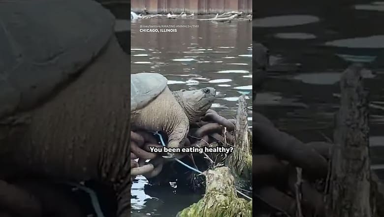 Meet ‘Chonkosaurus’: The massive snapping turtle sensation #Shorts