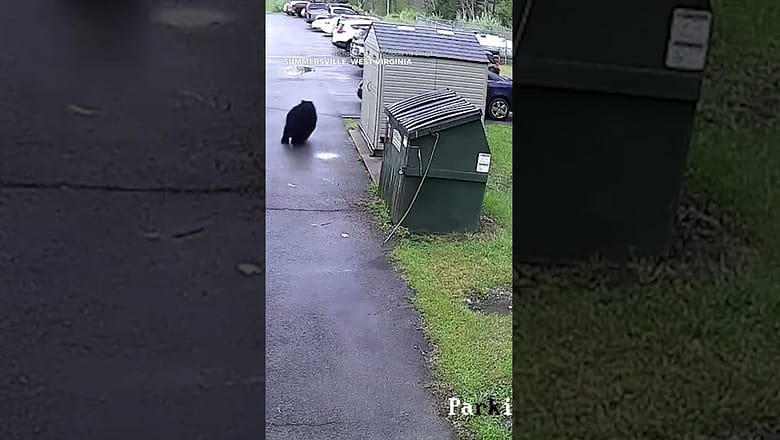 Surprise! Bear inside trash dumpster startles elementary school principal #Shorts