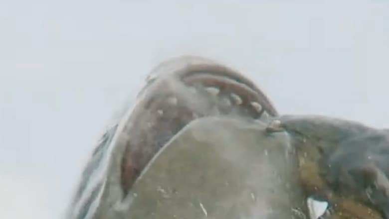 The Meg Vs. T-Rex