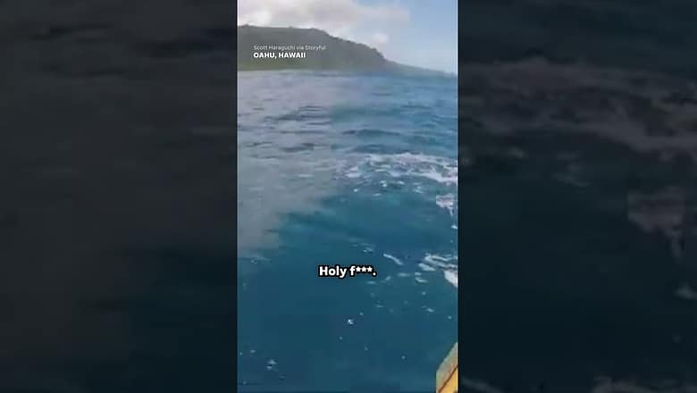 ‘Tiger shark rammed me!’ Kayaker surprised by shark mistaking kayak for possible meal #Shorts