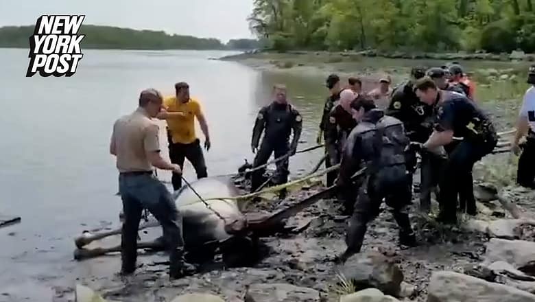 Watch the Incredible Moment a Horse is Rescued in NYC | New York Post