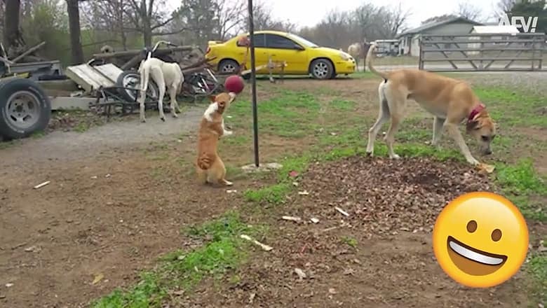 When Animals Get Surprised! | Funny Animal Videos
