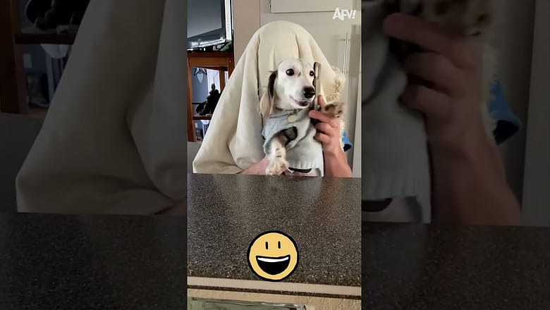 Dogs can do magic as well #shorts #shortsvideo #shortsfeed #cutedog #dog