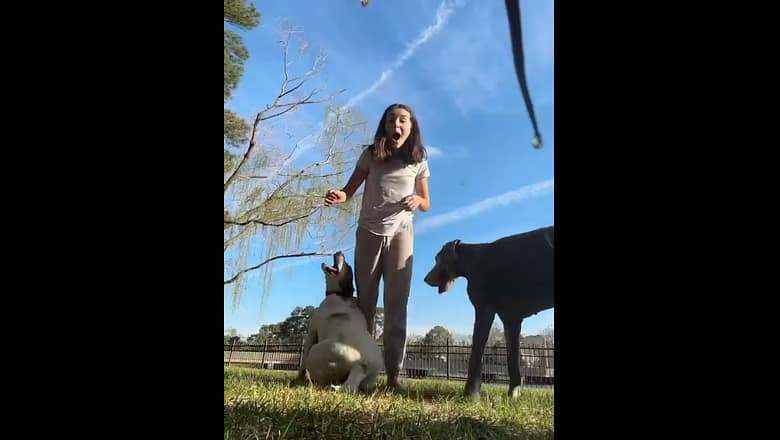 Dogs ruined it all… At least they’re cute! #shorts