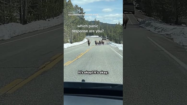Friends have very different reactions to approaching herd of bison #Shorts